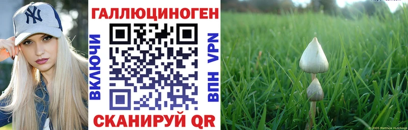 Купить где  Пустошка  Галлюциногенные грибы Magic Shrooms 